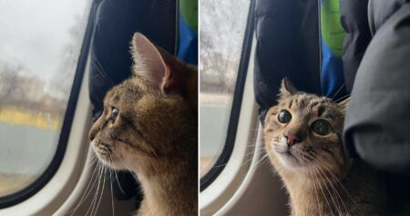 Ukrainian Cat Stepan